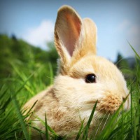 /album/merca-creativa/photolia-a03-jpg/